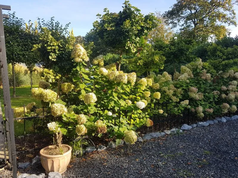 Hortensien im Spätsommer