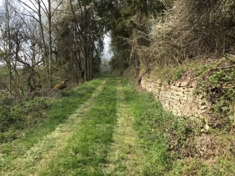 Waldweg