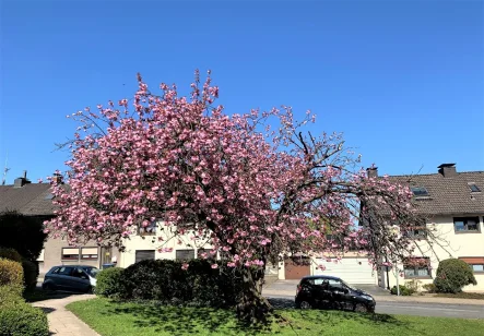 Kirschbaumblüte als Blickfang - Wohnung kaufen in Hattingen - Mehr Immobilie braucht kein Mensch - Vermietet Wohlfühlwohnung in Citynähe Hattingens!