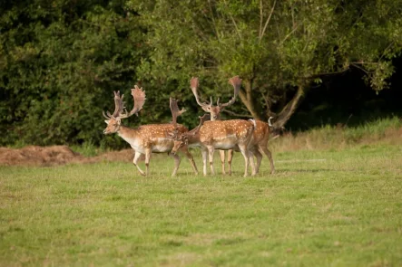 Wildrevier - Grundstück kaufen in Kinsberg - Waldrevier mit anerkanntem Wild- und Damwild Gehege (12 ha)