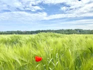 Umgebung: Feld in der Nähe des Fahrradweges (Leinpfad)