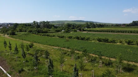 Blick Richtung Jakobsberg - Grundstück kaufen in Gau-Algesheim - Baugrundstück mit traumhaftem Blick in idyllischer, ruhiger Feldrandlage von Gau-Algesheim