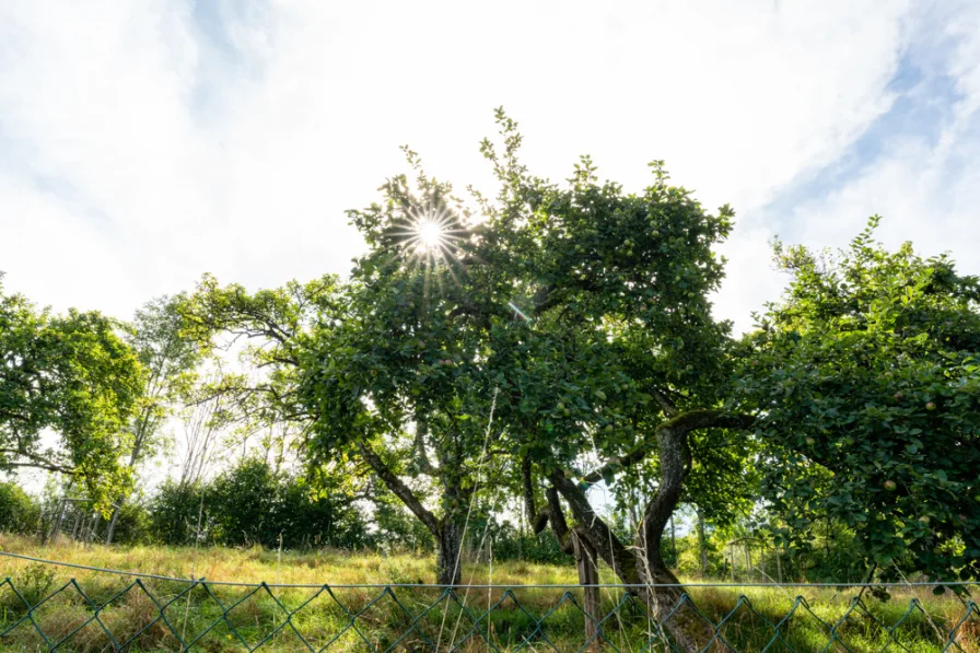 Obstbaum