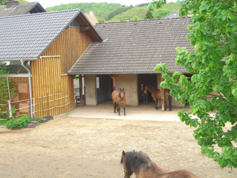  - Haus kaufen in Nimshuscheid - Gemütliches Familienhaus mit Einliegerwohnung und mit Pferdestall! - nur 5min bis zur A60!