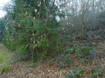 Aufwuchs - Grundstück kaufen in Reichshof / Brüchermühle - Baugrundstück mit Fernsicht, aber starke Hanglage und teilweise felsiger Grund