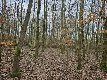 Freizeit - Grundstück kaufen in Hagen - Großes Land zum kleinen Preis