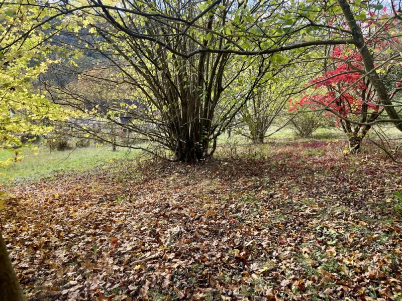 Blick in den Garten 