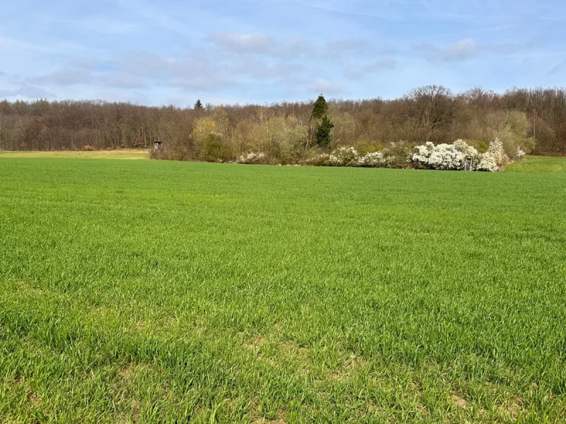  - Land- und Forstwirtschaft kaufen in Swisttal / Buschhoven - Land- und forstwirtschaftliche Flächen in Swisttal