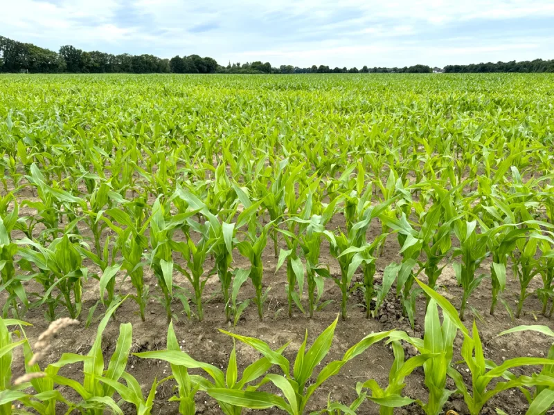  - Grundstück kaufen in Goch - 1,9 ha Ackerland in Goch