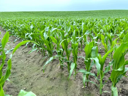  - Grundstück kaufen in Uedem - 1,8 ha Ackerland in Uedem