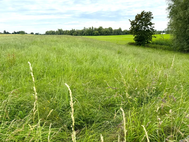  - Grundstück kaufen in Kalkar - 4,9 ha Grünland in Kalkar-Bylerward