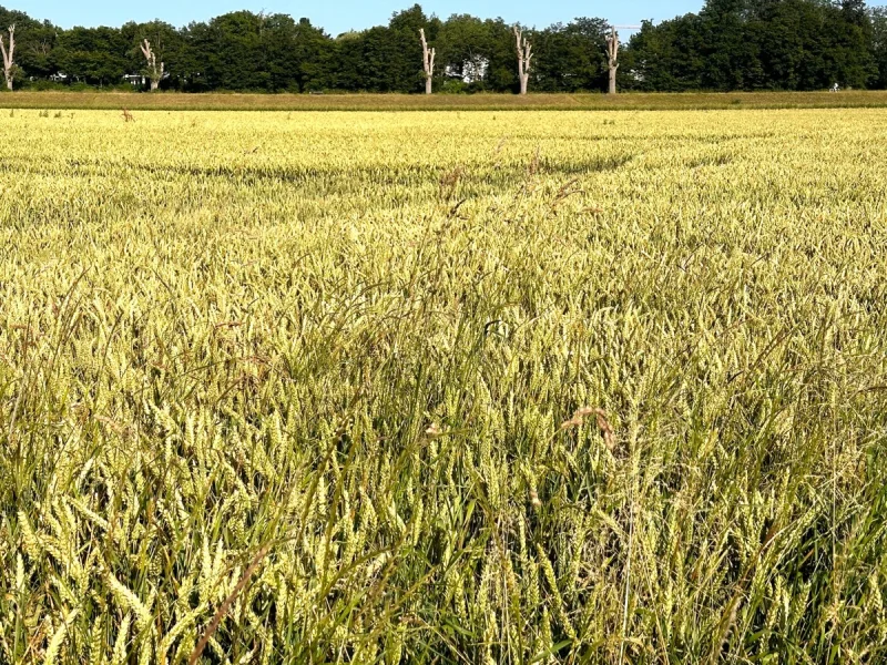  - Grundstück kaufen in Düsseldorf - 0,8 ha Ackerland in Düsseldorf