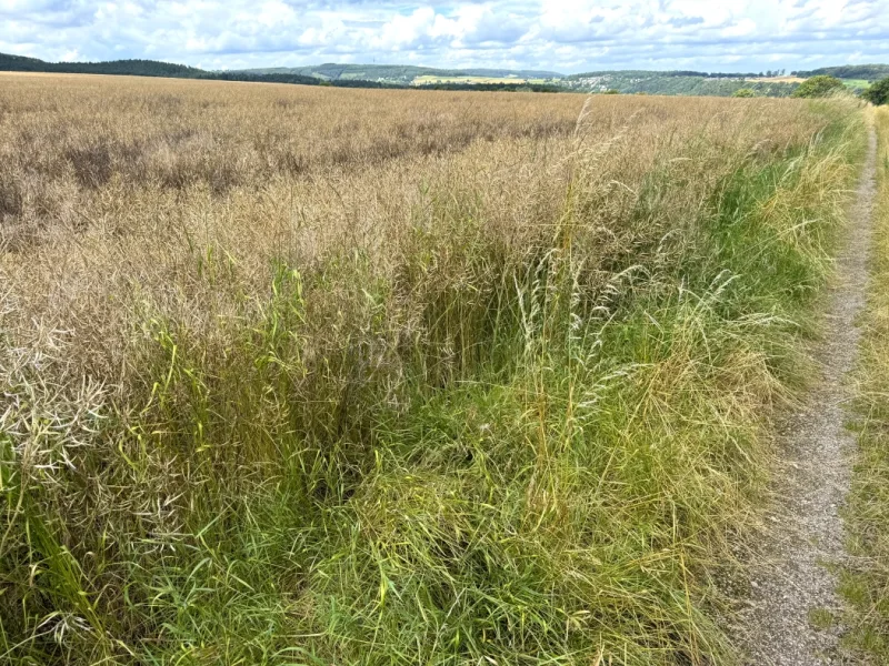  - Grundstück kaufen in Kreuzau - 1,4 ha Ackerland in Kreuzau 