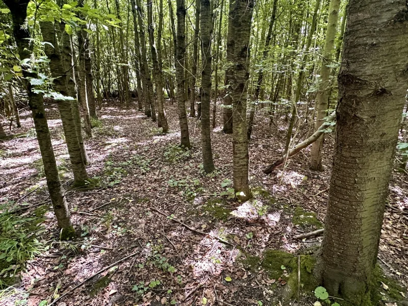 Vogelkirschen-Stangenholz