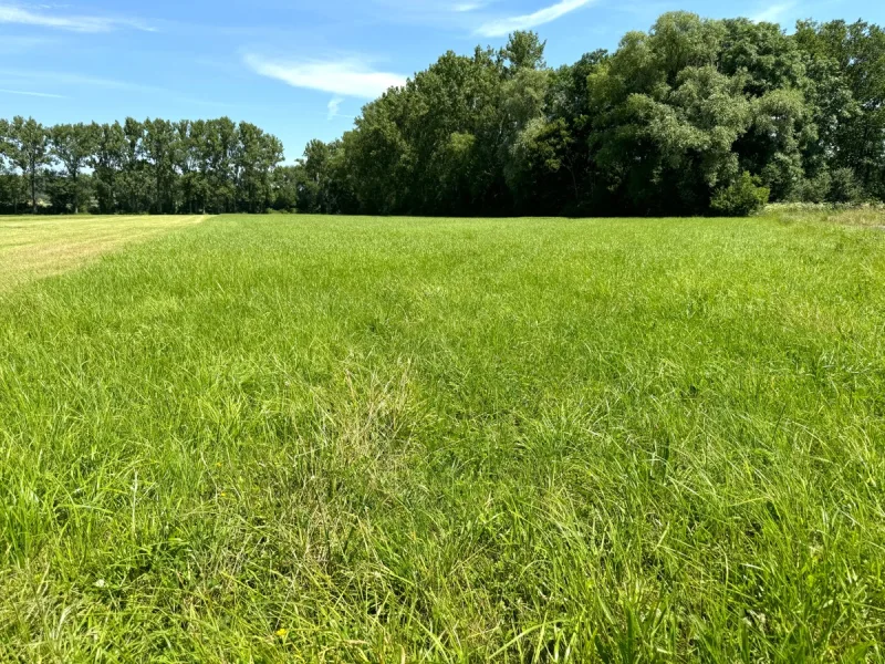  - Grundstück kaufen in Bad Windsheim - Grünlandflächen und Weinbergsfläche in Berolzheim