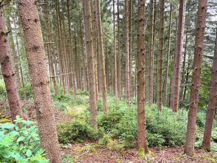 Fichtenaltholz mit Naturverjüngung - Land- und Forstwirtschaft kaufen in Hellenthal - Arrondierte Waldfläche in Hellenthal