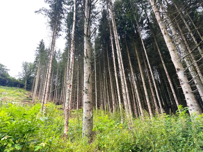 Fichtenbestand mit Kalamitätsblöße - Land- und Forstwirtschaft kaufen in Hellenthal - Kleine Waldfläche in Hellenthal-Reifferscheid