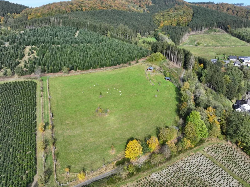  - Grundstück kaufen in Schmallenberg / Huxel - Damwildgatter mit Grünland und Wald im Hochsauerland