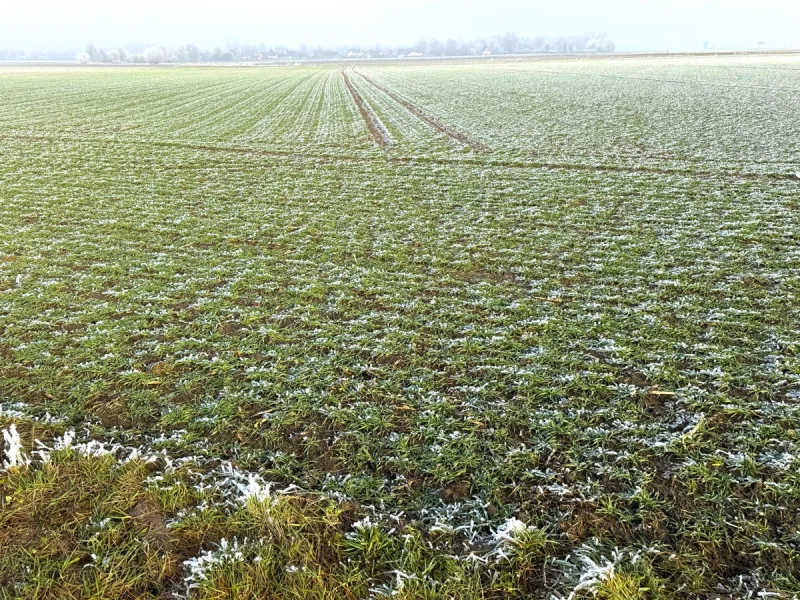  - Grundstück kaufen in Soest / Enkesen - 3,5 ha arrondierte Ackerfläche in der Soester Börde