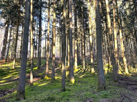  - Grundstück kaufen in Gerhardsbrunn - Waldflächen bei Landstuhl