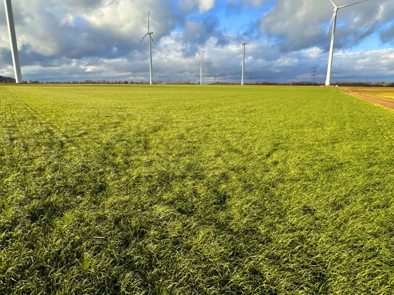 Titelbild - Land- und Forstwirtschaft kaufen in Jülich / Merzenhausen - Ackerflächen mit Windkraftnutzung in Jülich