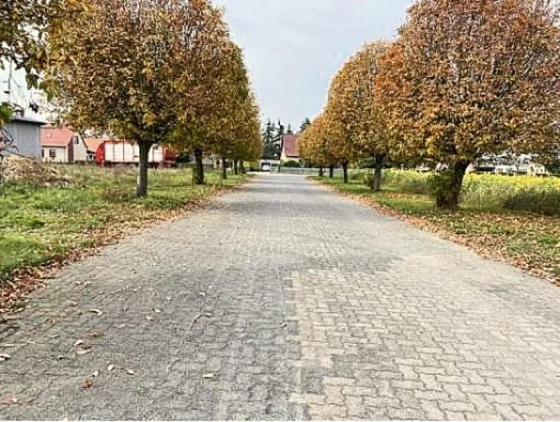 Zufahrt Allee