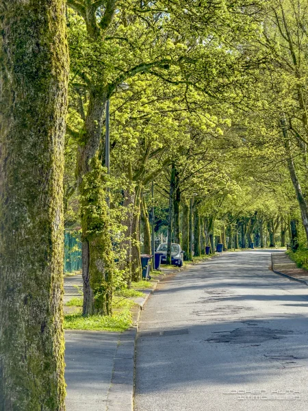 Die hübsche Allee vor der Haustür