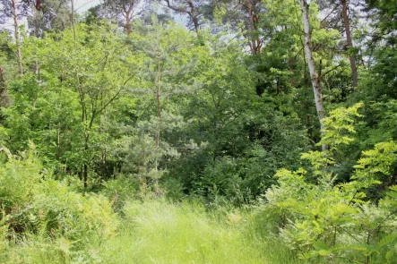 Grundstück mit Bewuchs - Grundstück kaufen in Heidesee OT Bindow - Ein Paradies in Seenähe für Naturliebhaber und Ruhesuchende