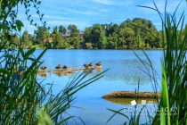 Schönblick3_Bauernsee_Enten