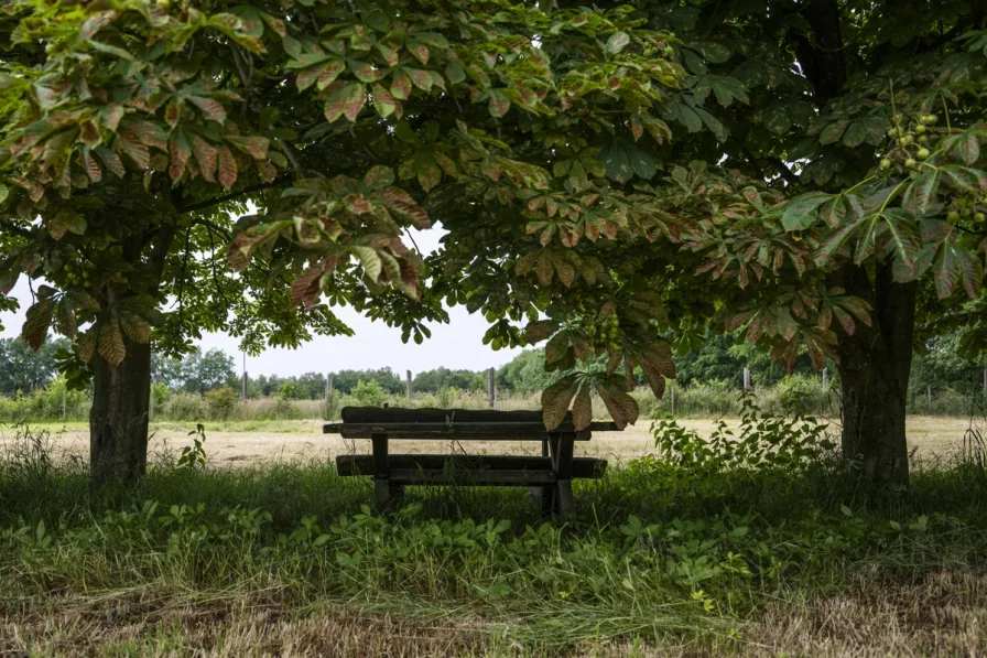 Sitzbank in der Weide