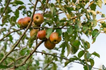 Impressionen Garten