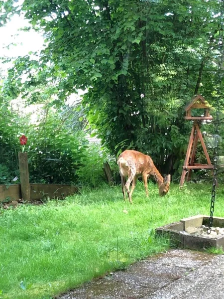 im eigenen Garten