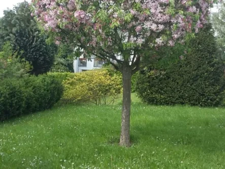 Blumenauer(c)- Titel - Haus kaufen in Glashütten - Hohe Wohnqualität in Glashütten