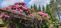 Rhododendronblüte im Garten 