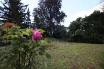 ROSE IM GARTEN