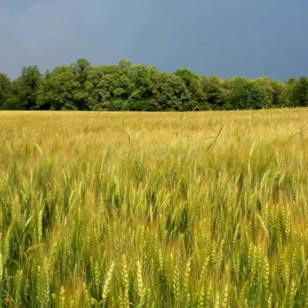 Musterbild - Land- und Forstwirtschaft kaufen in Remptendorf - Landwirtschaftliche Fläche ca. 5,5 ha