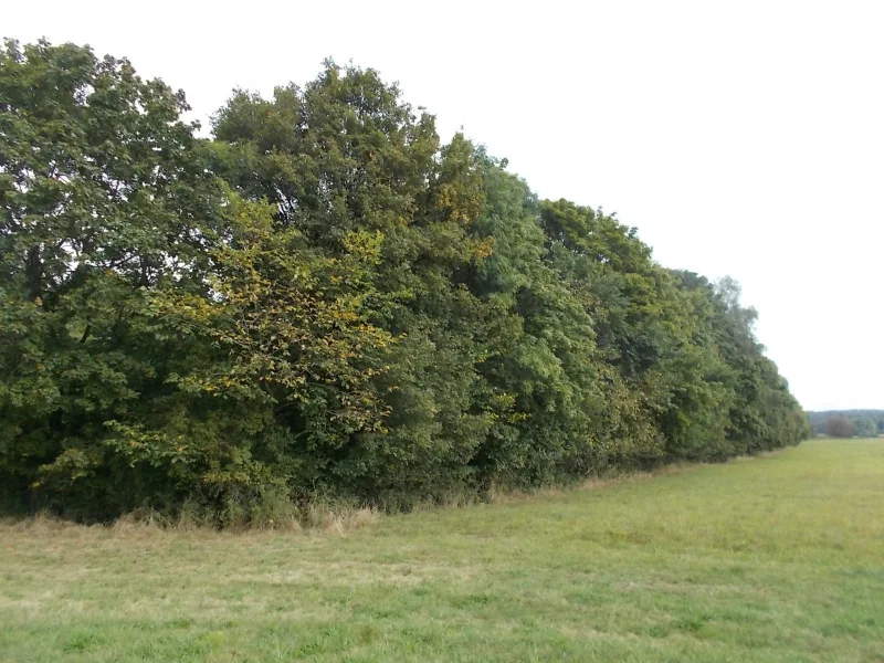 Blick aufs Hauptgrundstück