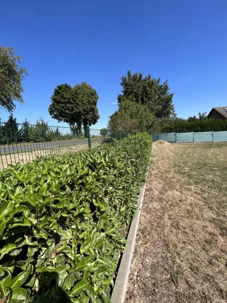 Hecke/Zaun zur L364