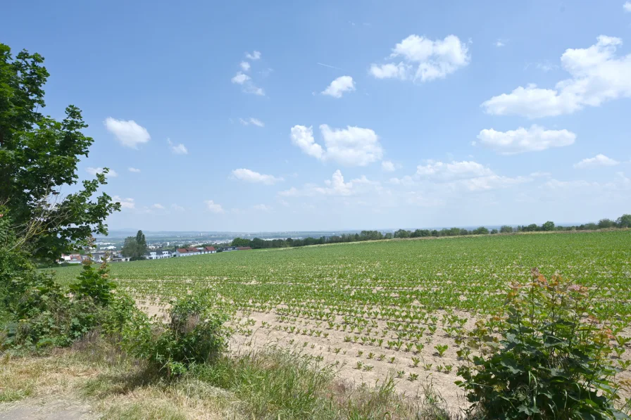 Fernblick über Mainz