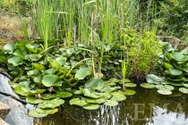 Gartenteich