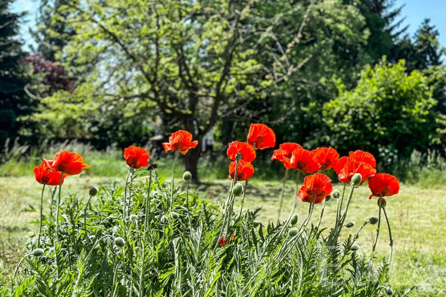 Gartenaufnahme Mohnblumen