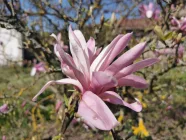 Magnolie vor dem Hauseingang