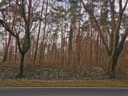 Schutzgebender Waldstreifen entlang der Landesstraße