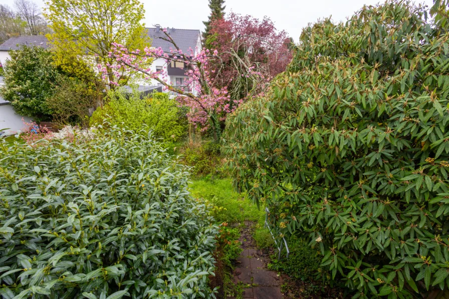 Blick in den Garten