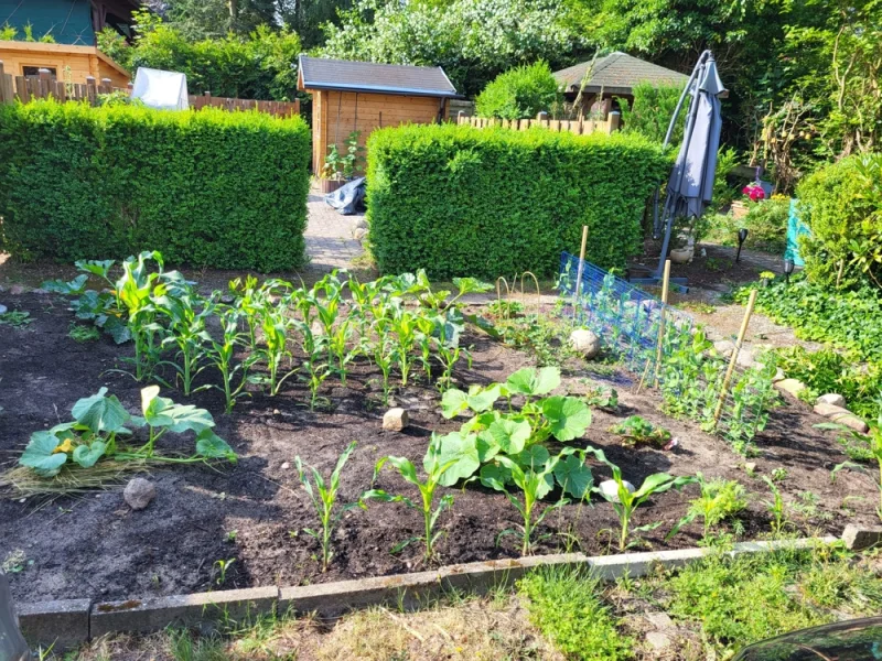 Garten/Gemüsebeet im Sommer