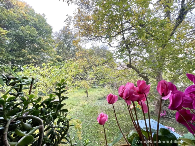 Blick in den Gemeinschaftsgarten