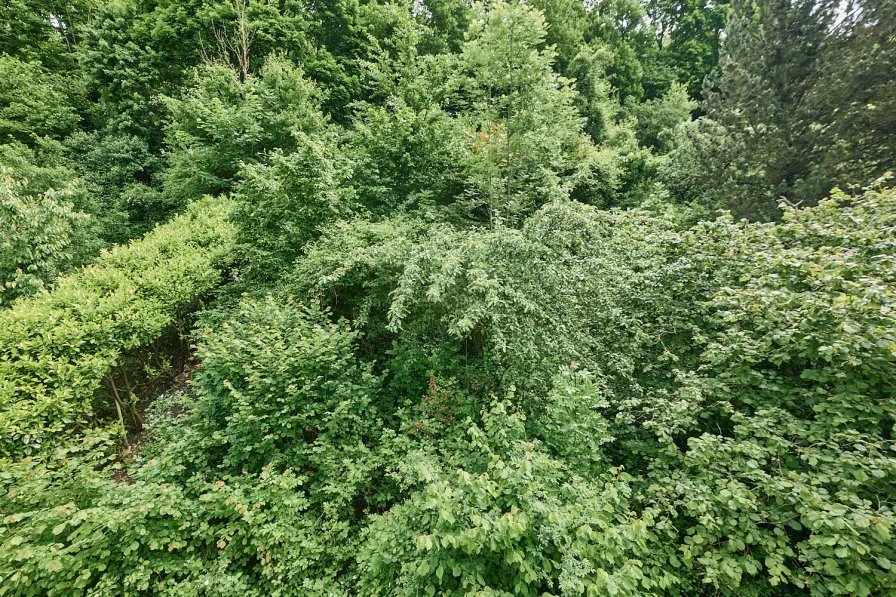 Ausblick Bühne zum Gartenbereich 