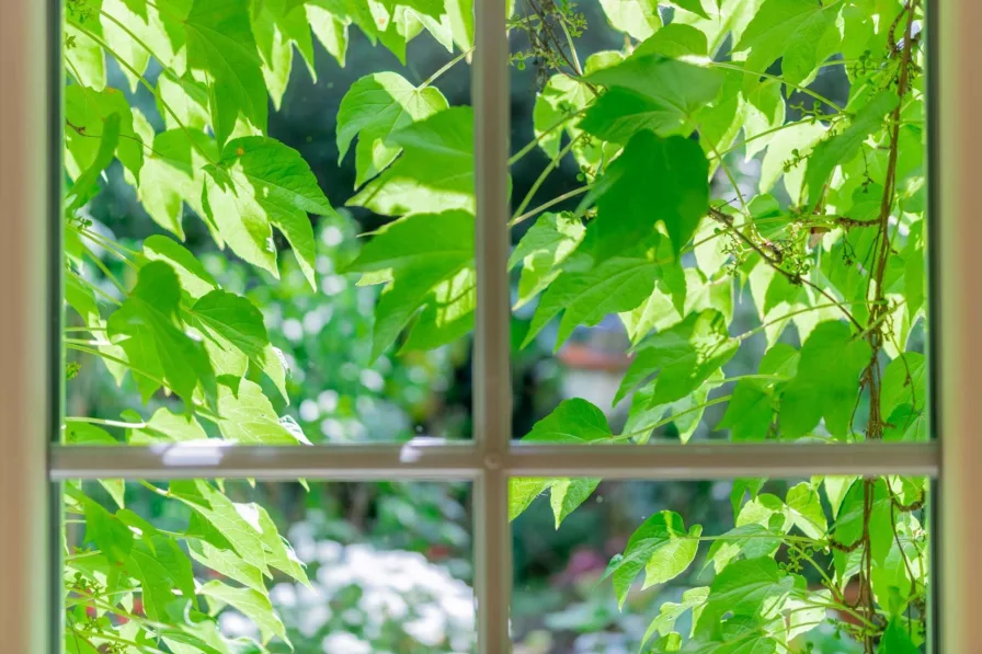 Fensterblick im Sommer