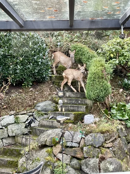 EG: Rehe auf der Terrasse 