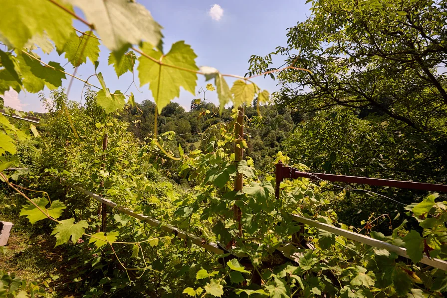 Hütte Wochenendgrundstück 2